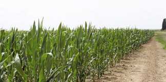 Growing opportunities with maize