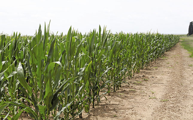 Growing opportunities with maize Growing opportunities with maize