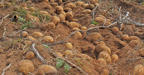 Potato-farming in SA