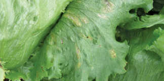 Fungal diseases of lettuce