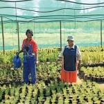 indigenous-flowers-joretha-grib-1