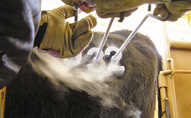 Animal identification: when to brand livestock Animal identification: when to brand livestock