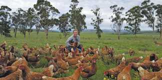 Chicken trailers optimise egg production
