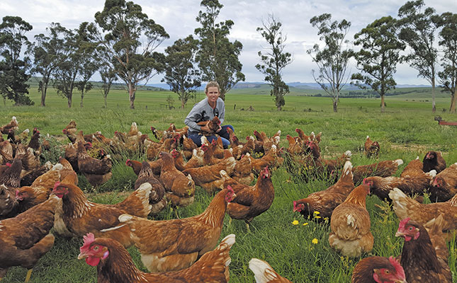 Chicken trailers optimise egg production