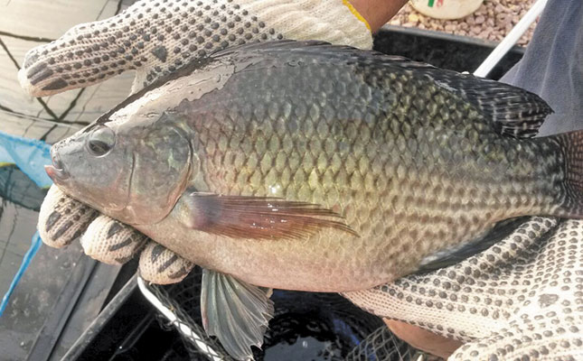 Generalist and specialist fish species Generalist and specialist fish species