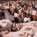 Goats-revival-project