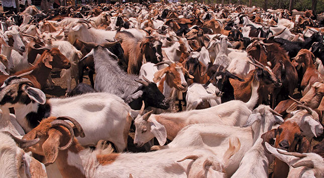 Goats revive rural farming project