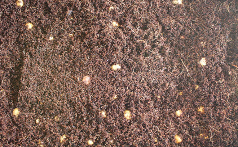 Growing avocados: know your soil Growing avocados: know your soil