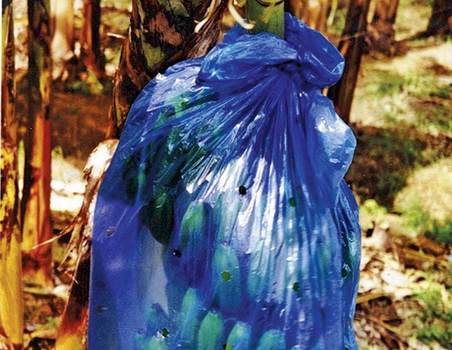 Bananas: Pest control and harvesting Bananas: Pest control and harvesting