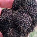 black- Périgord truffle-kzn