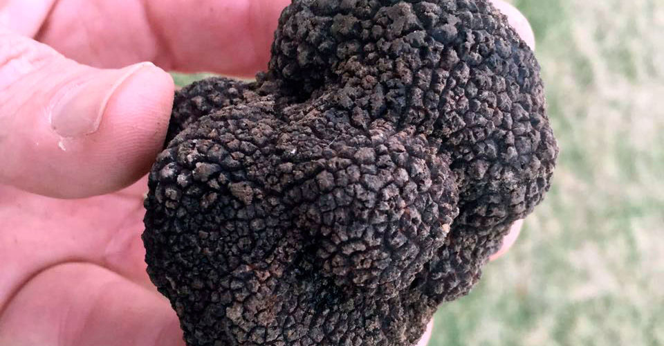 First commercially-grown black truffles for KZN