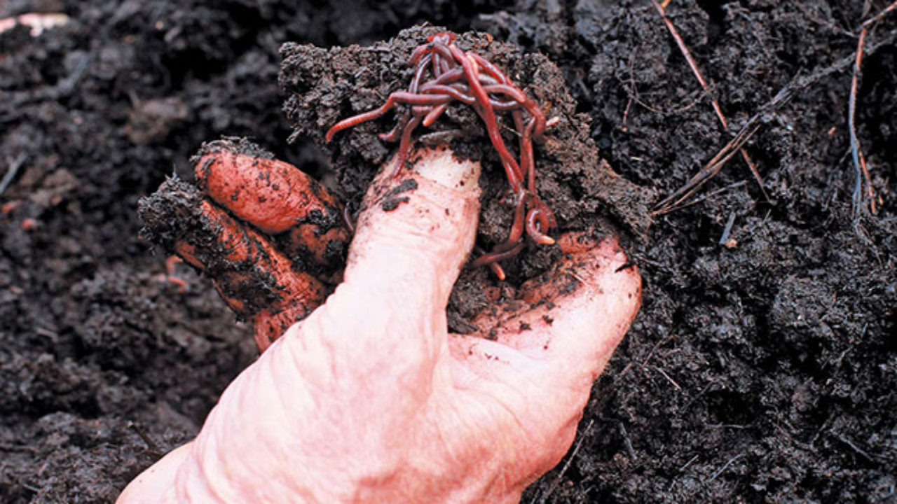 Benefits Of Vermiculture