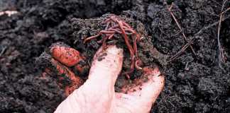 Benefits of vermiculture