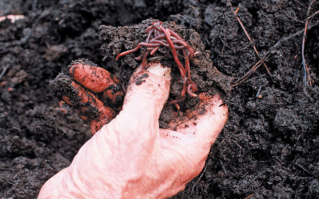 Benefits of vermiculture