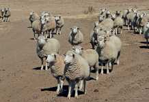 intensive-sheep-system