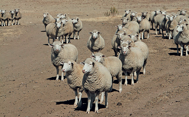 A simpler intensive sheep farming programme
