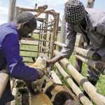 vaccinate-livestock