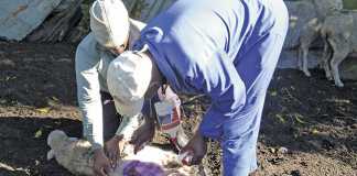 Animal health project assists rural farmers