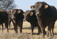Braunvieh cattle
