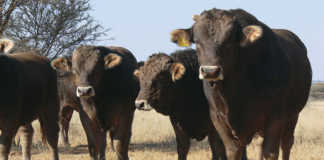 Braunvieh cattle