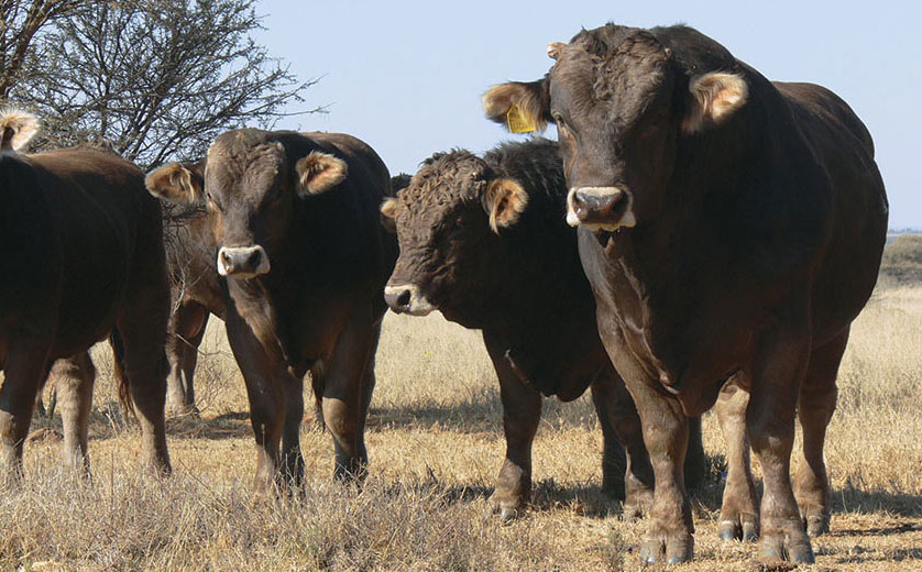 Braunvieh cattle
