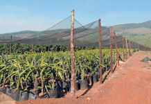 Sweeter dragon fruit varieties for SA growers