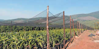 Sweeter dragon fruit varieties for SA growers