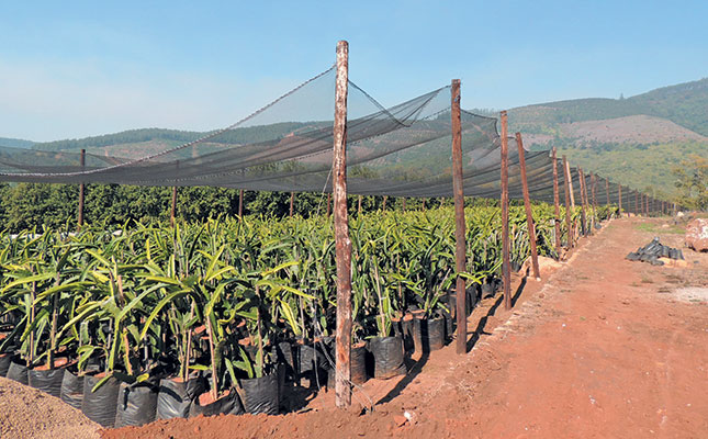 Sweeter dragon fruit varieties for SA growers