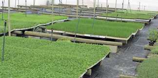 Success with small-scale herb production