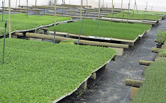 Success with small-scale herb production Success with small-scale herb production