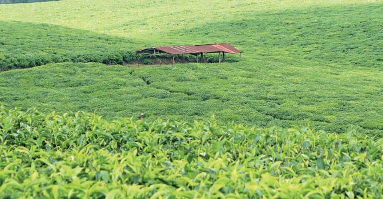 Brazil set to increase agricultural trade with Kenya Brazil set to increase agricultural trade with Kenya