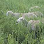 Using-tannins-to-control-parasites-in-smallstock