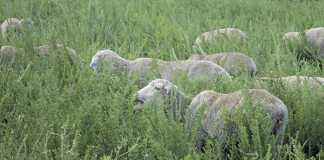 Using tannins to control parasites in smallstock