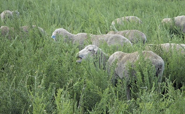 Using tannins to control parasites in smallstock Using tannins to control parasites in smallstock