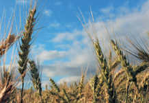 grain season