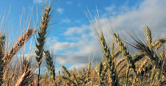 Getting the basics right for the new grain season Getting the basics right for the new grain season