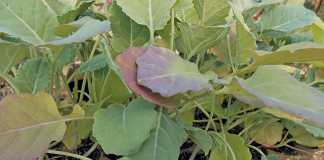 Hardening vegetable seedlings