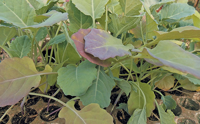 Hardening vegetable seedlings Hardening vegetable seedlings
