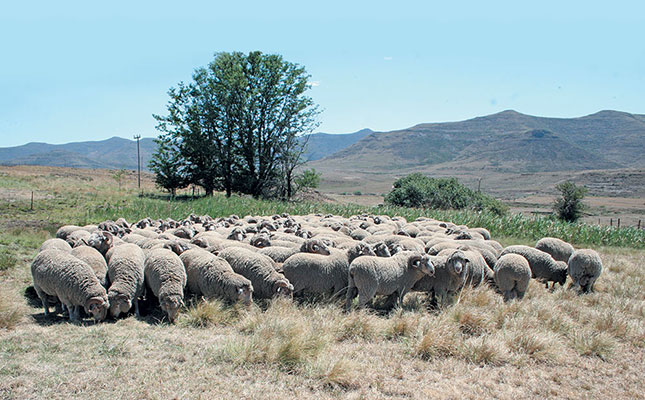 Merino stud excels in bitter Eastern Cape cold