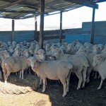 merin sheep kraal