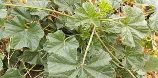 weed-malva-parviflora