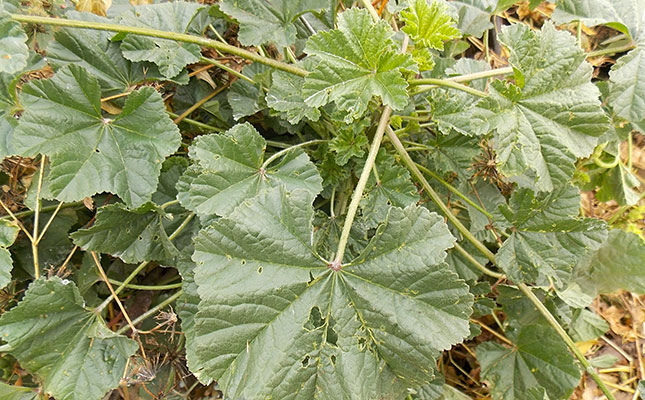 How weeds are able to survive How weeds are able to survive