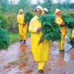 Forest-Fern-pickers