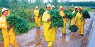 Forest-Fern-pickers