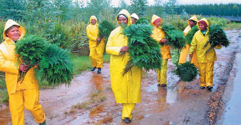 Fern business exports 10-million stems a year Fern business exports 10-million stems a year