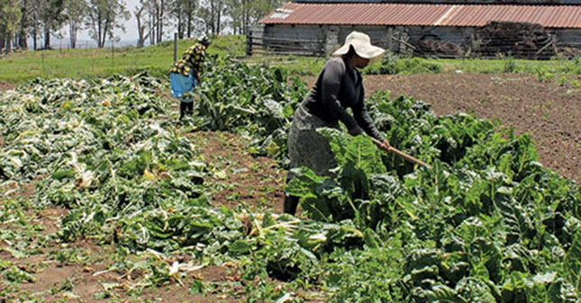 A common purpose for agriculture in Africa
