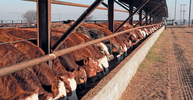 Preparing cattle for summer production