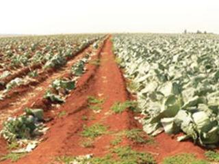 Keeping cabbages clear of pests and diseases