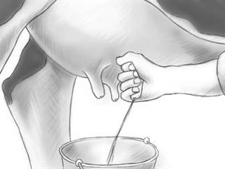 milking techniques