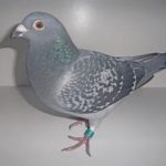 fwa2012517161139.jpg